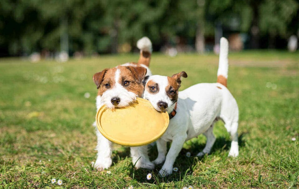 Barátság, játék - A kutyák előnyben részesíthetik egyik-másik fajtársukat