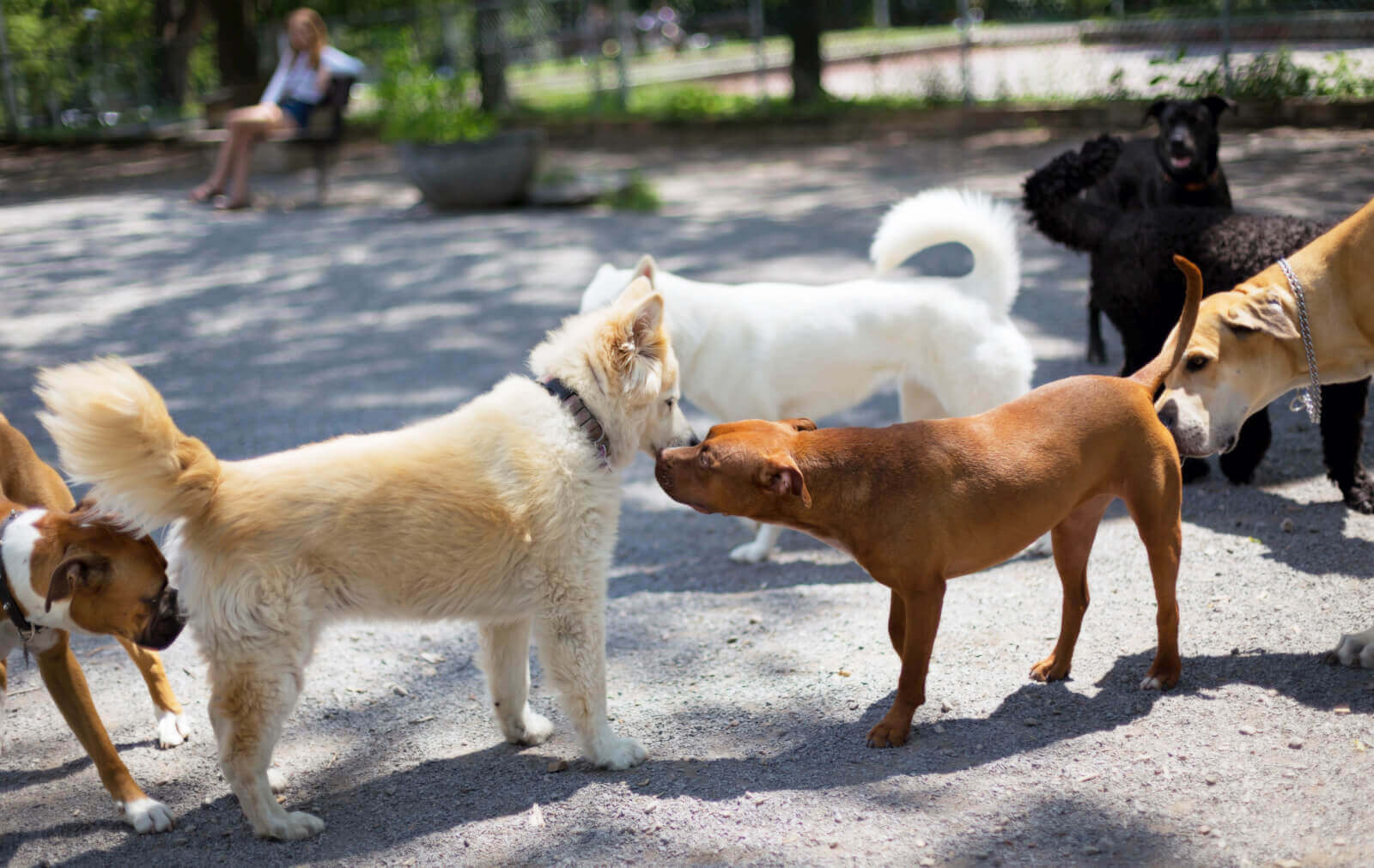 Ismerkedés kutyáknál - Egymás hátsóját is megszimatolják