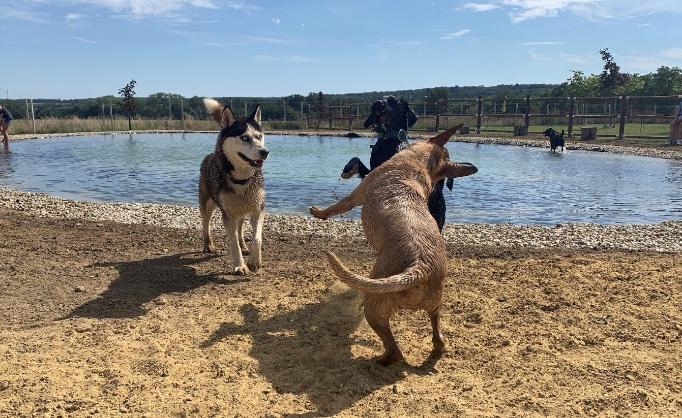 A kutyamedencében hűthetik magukat a kutyák a meleg napokon, a parton és a futtatón pedig játszhatnak egymással