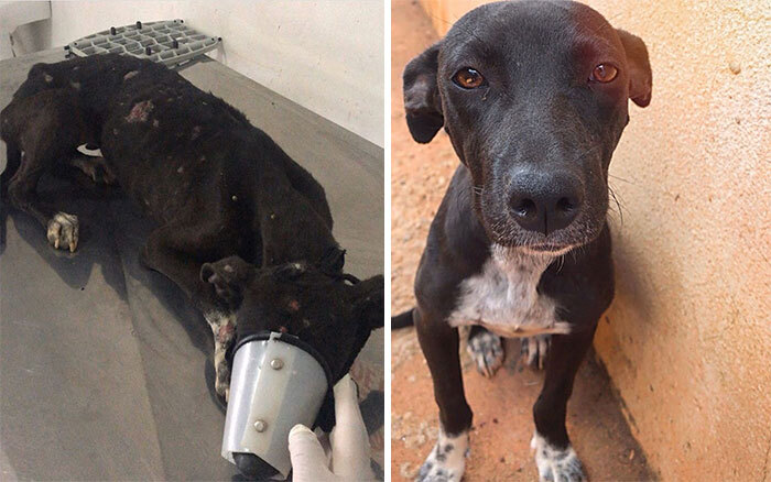 A sérült kóbor kutyák is megkapják a szükséges ellátást a menhelyen
