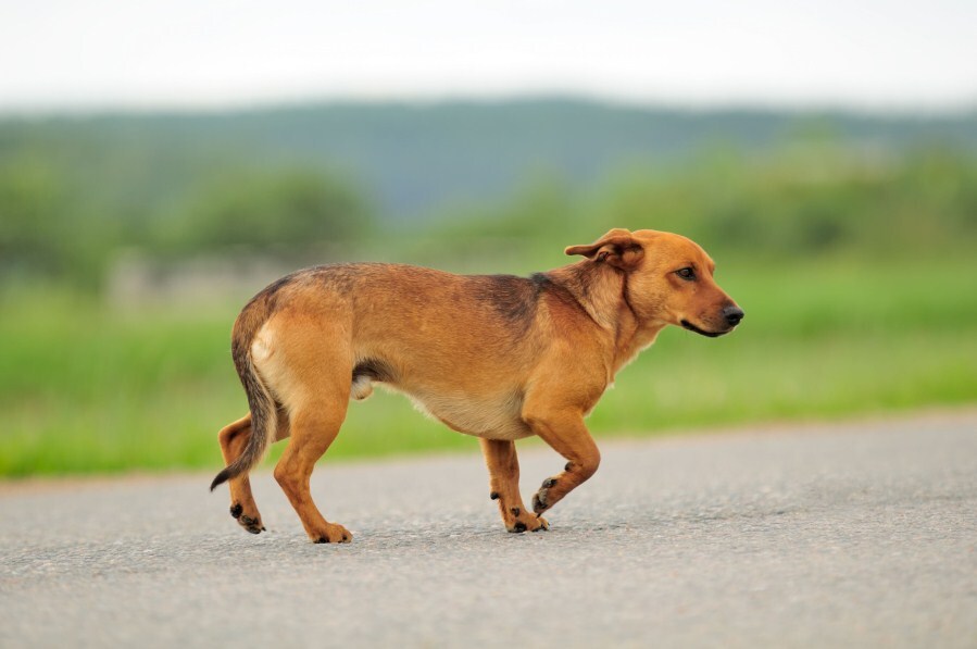 Belső iránytű is vezetheti a kutyákat vándorlás közben