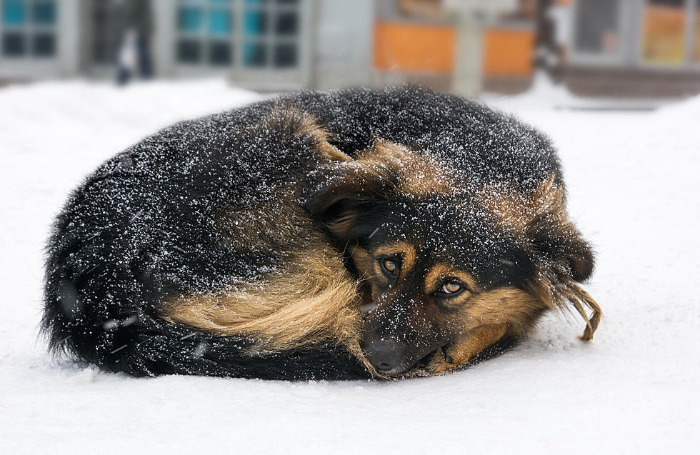 Az extrém hidegben a kint tartott háziállatok fokozott figyelmet igényelnek