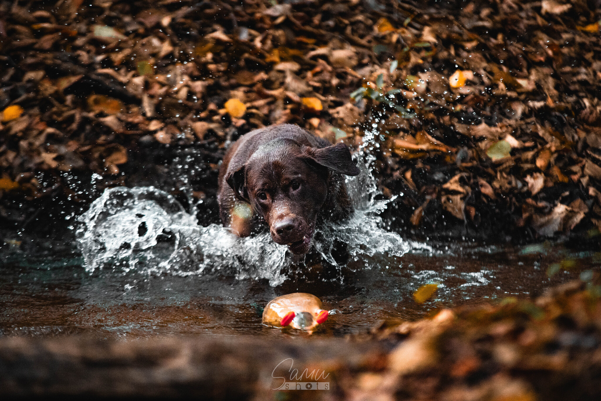 labrador