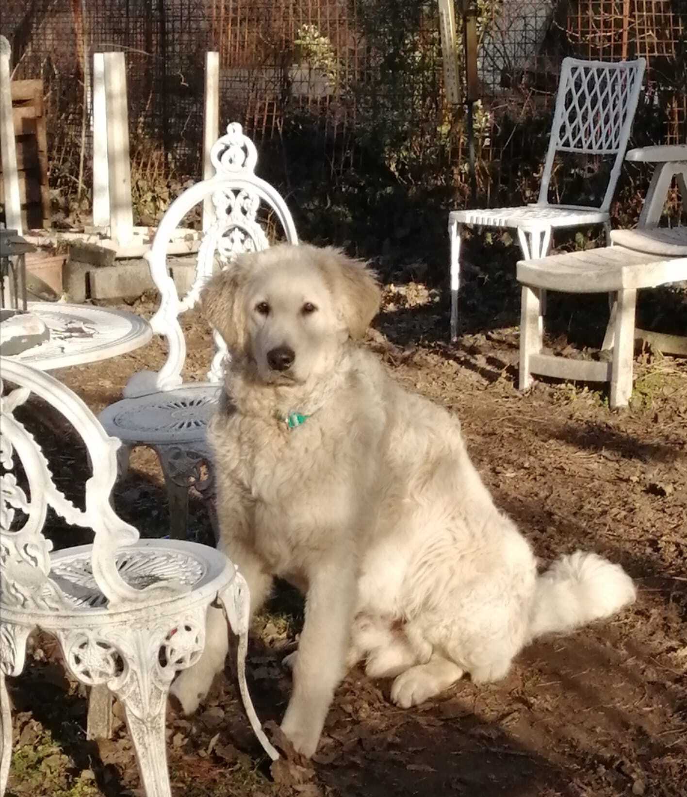 kuvasz kuvasz