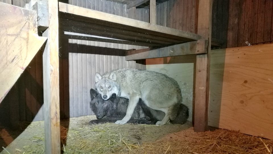 Ez a két rettegő farkas étlen szomjan volt bezárva egy melléképületbe