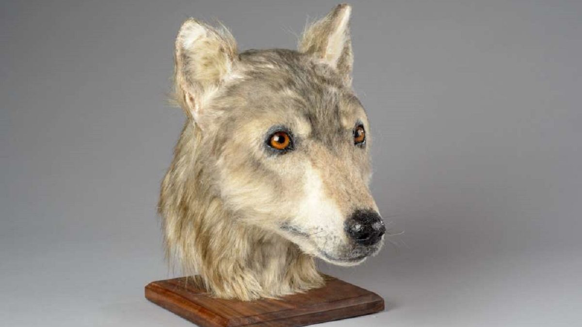Így nézett ki a 4000 évvel ezelőtt élt ember kutyája
