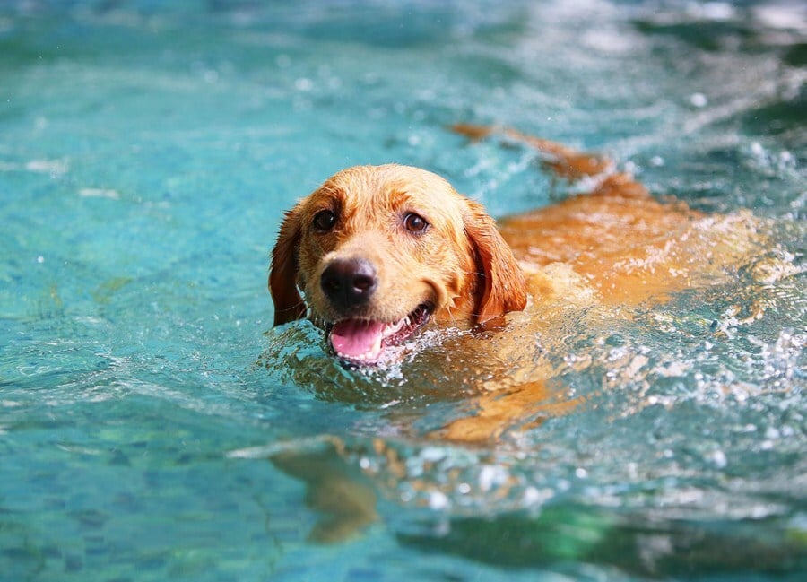 Az úszás a kutya más izomcsoportjait mozgatja meg, levezetésnek is jó edzés után