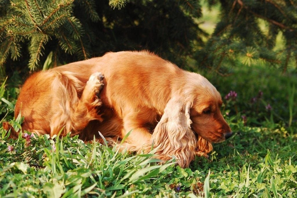Szánkázás kutyáknál - Allergia is okozhat viszketést
