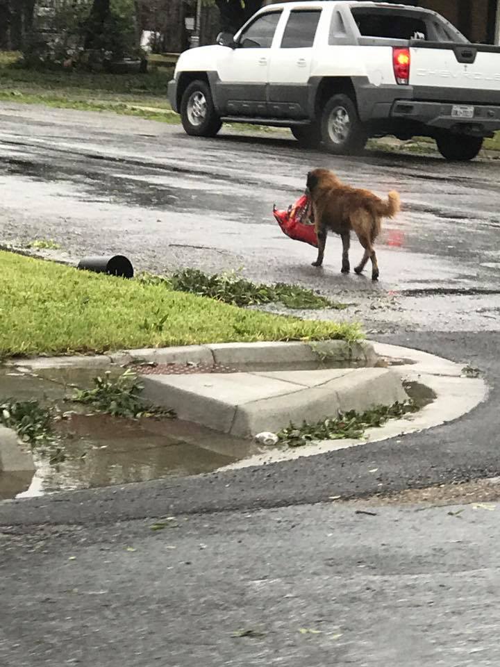 Harvey hurrikán - Egy zsák táppal a szájában rótta az utcákat Otis, a kutya