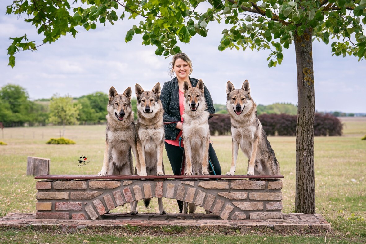 csehszlovák farkaskutya kennel