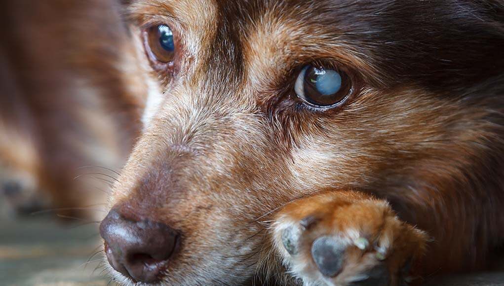 Kékesen csillog a kutya szeme – Mire utalhat ez a tünet
