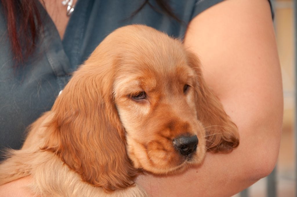 Fiatal kutyáknál gyakoribb lehet a reflux, míg a nyelőcső záróizmai fejlődésben vannak