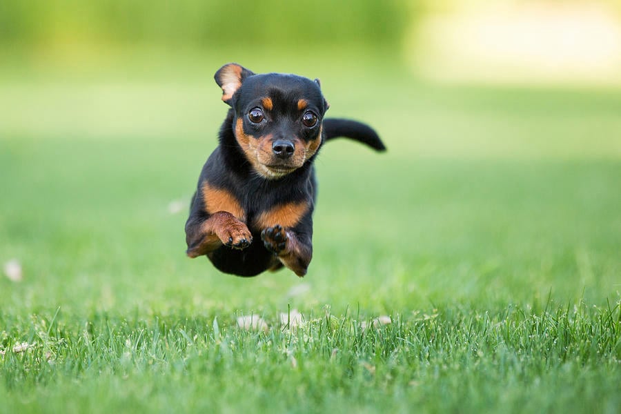 A legkisebb kutyák is igénylik a rendszeres testmozgást - segíthet a bűzmirigy-gondok megelőzésében