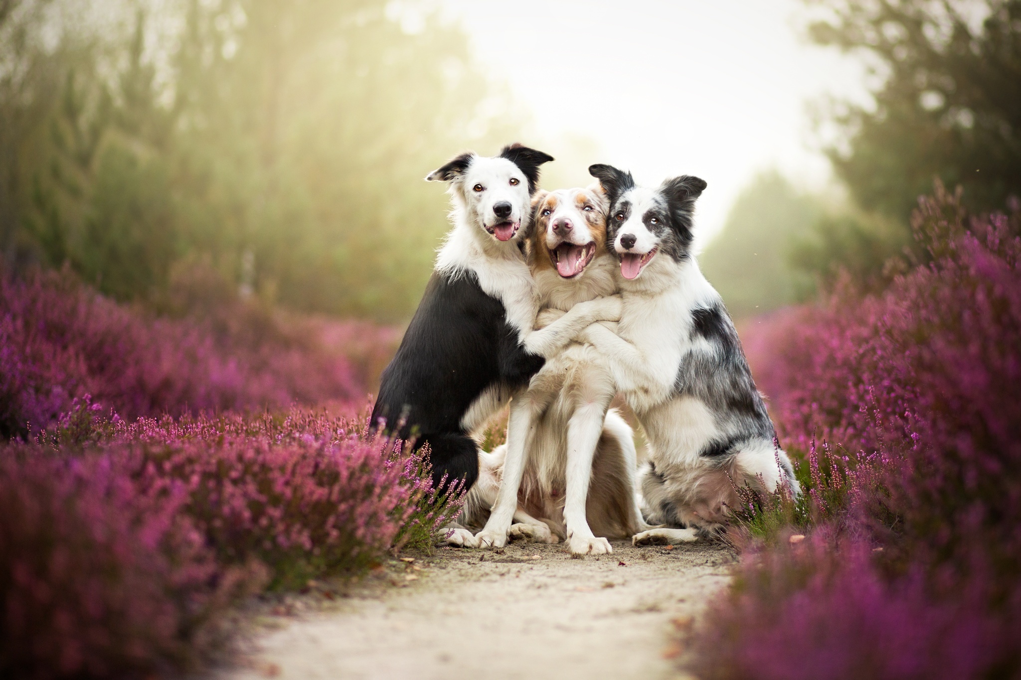 Örömteli kutya-barátság