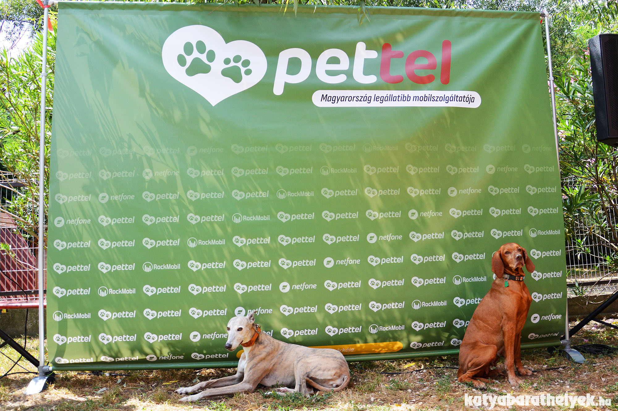 Pettel projekt: a mobiloddal is segíthetsz az árva állatokon!
