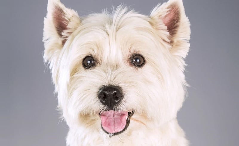 Hipoallergén kutyafajta - West Highland White terrier