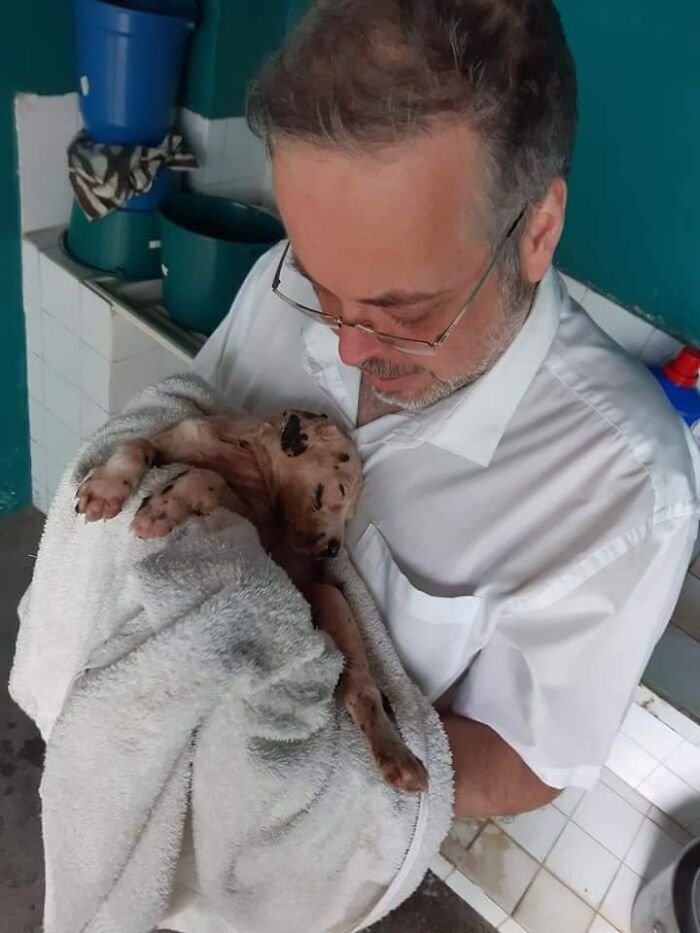 Sérült és beteg árva kutyákat is gondoz a brazil pap