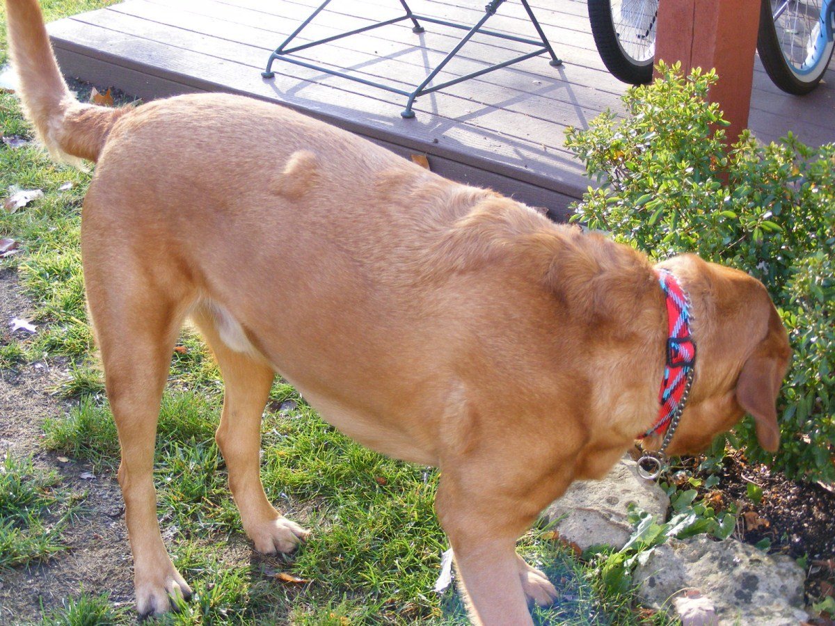 Lipóma kutyáknál - a zsírcsomó gyakran a kutya törzsén alakul ki