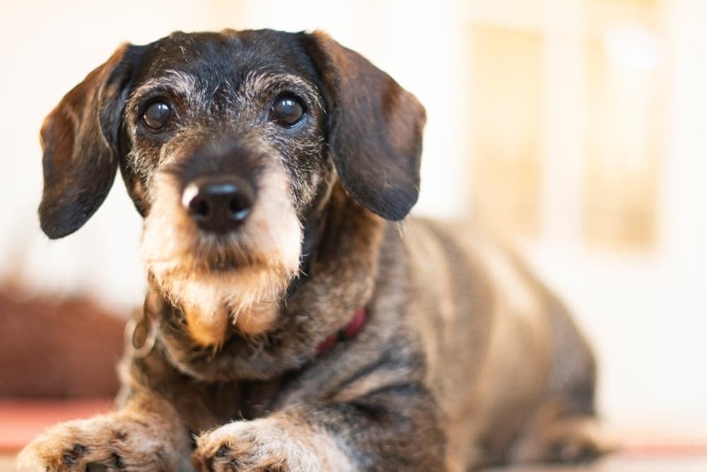 10 tünet, amit ne hagyj figyelmen kívül - A köhögés nemcsak idős korban gyanús a kutyánál