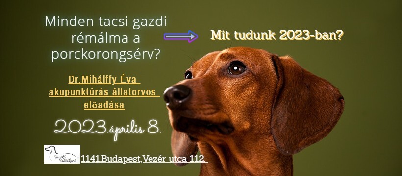 Minden tacskó gazdi rémálma a porckorongsérv?