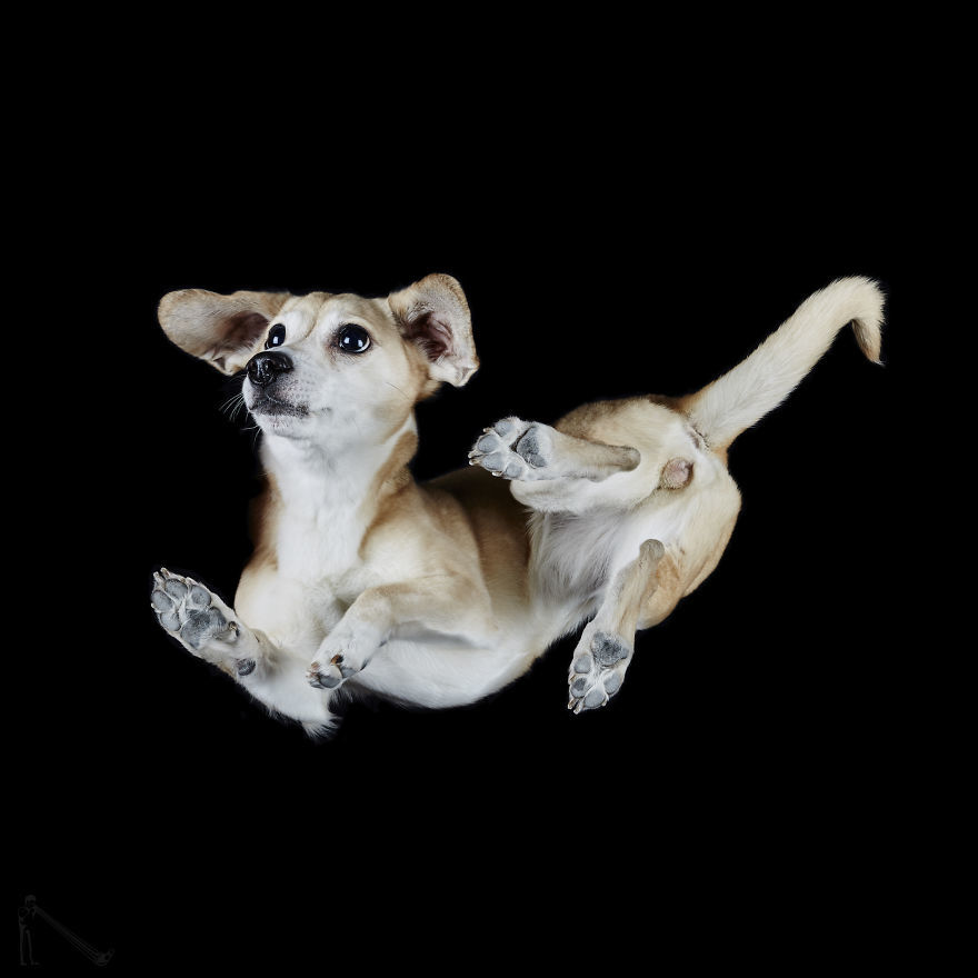 Kutyák alulnézetből - izgalmas képek készültek