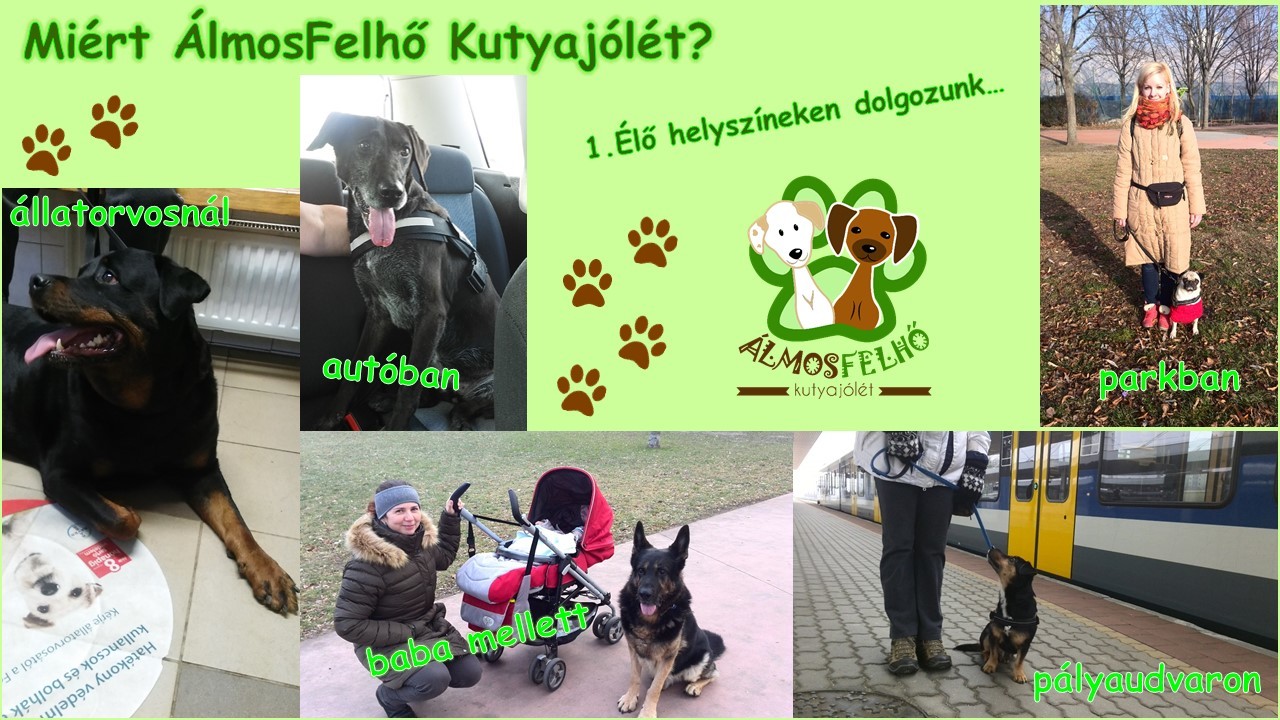 Miért az ÁlmosFelhő Kutyajólét? Az alábbi képek biztosan meggyőznek! Kattints rájuk a nagyításért! Miért az ÁlmosFelhő Kutyajólét? Az alábbi képek biztosan meggyőznek! Kattints rájuk a nagyításért!