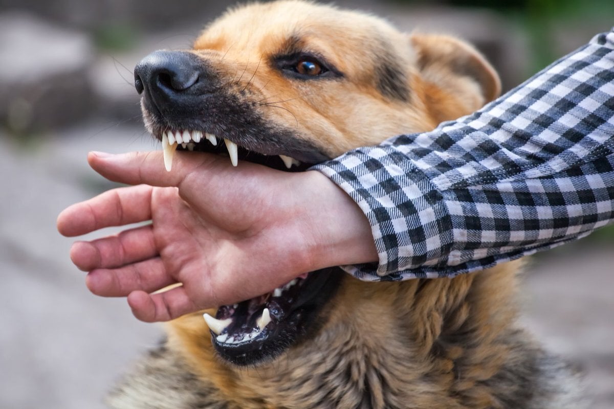 Komoly sérülést okozhat, ha a kutya elvéti a csipkelődés, harapdálás erősségét
