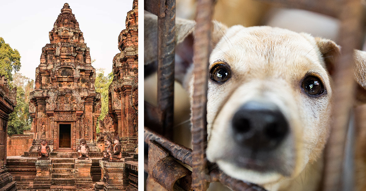 Fél siker Kambodzsában: egy tartományban betiltják a kutyahús fogyasztását.