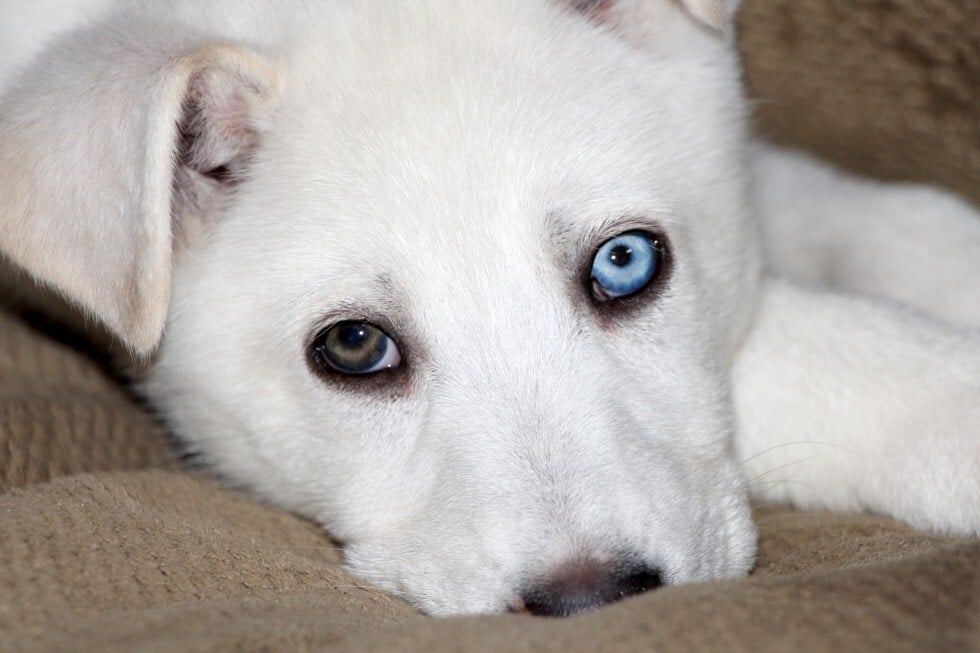Fehér kutya különböző színű szemekkel - heterokrómia