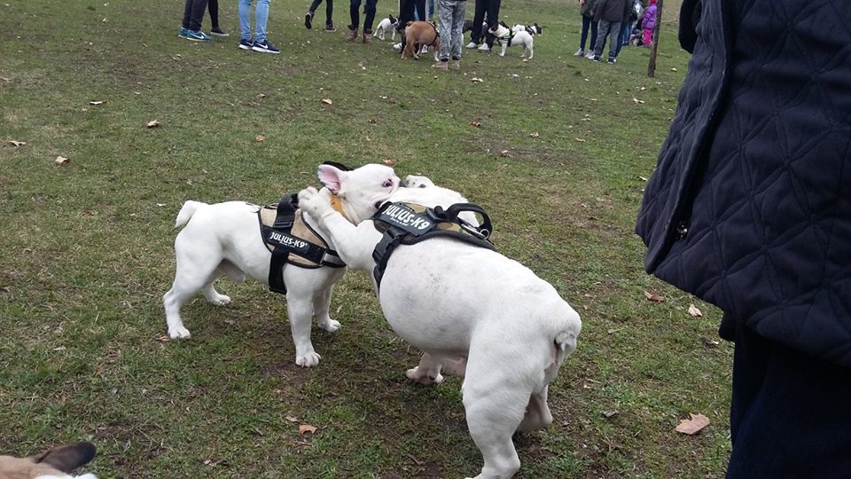 A kutyák is nagyon jól érzik magukat a bulldog találkozókon