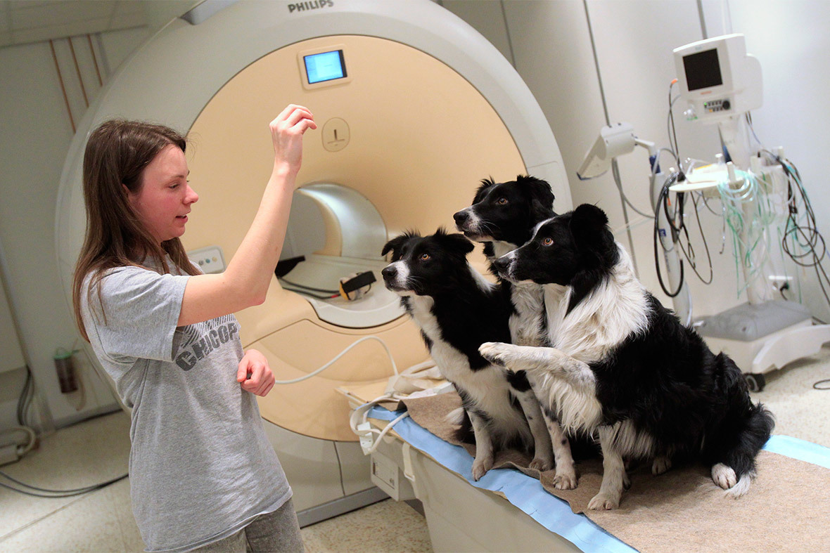 A kísérletben résztvevő kutyák MRI-vizsgálata előzetes szoktatást igényel