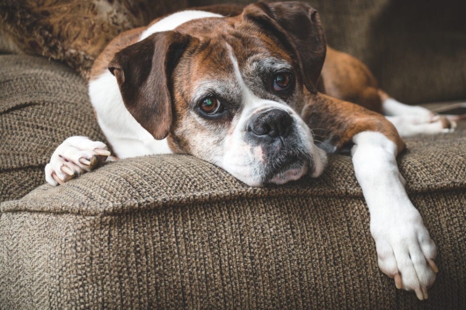 Időskori betegségek kutyáknál - Demencia