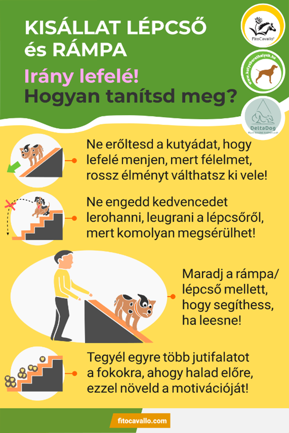 Kisállat rámpa és lépcső - tanítás lefelé