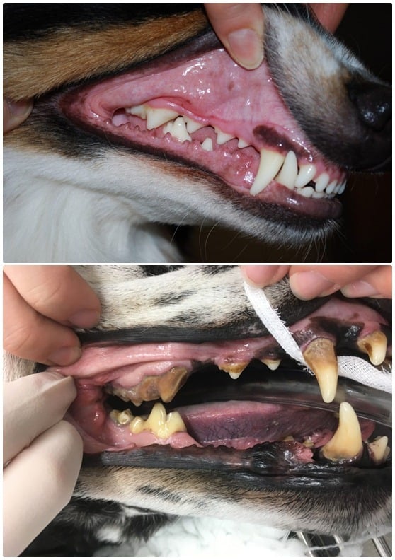 Időskori betegségek kutyáknál - Fogínygyulladás, fogkőlerakódás