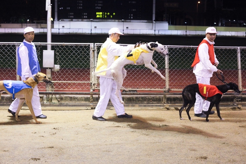 Egy este akár kétszer is futhatnak a végletekig hajszolt kutyák a pályán (Canidrome, Makaó)