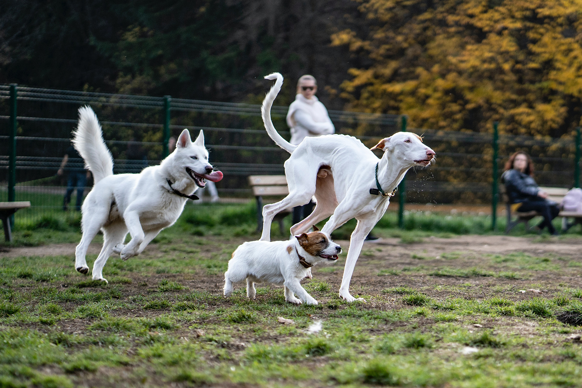 Nagyobb a fertőzés kockázata, ha adott helyen sok kutya fordul meg Például: sétáltató helyek, kutyafuttató, kutyapark, kutyaiskola, kutyastrand, állatorvosi rendelő