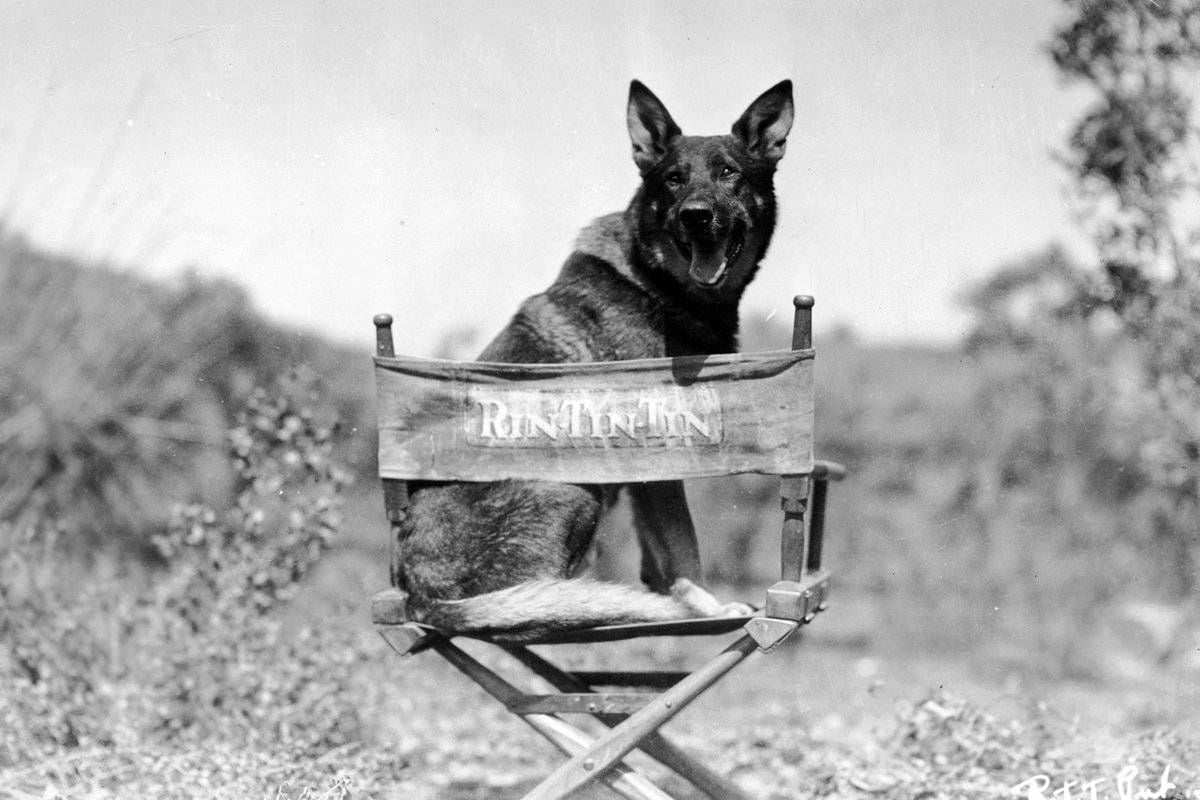 Kutyák a filmvásznon - Rin Tin Tin, a német juhászkutya