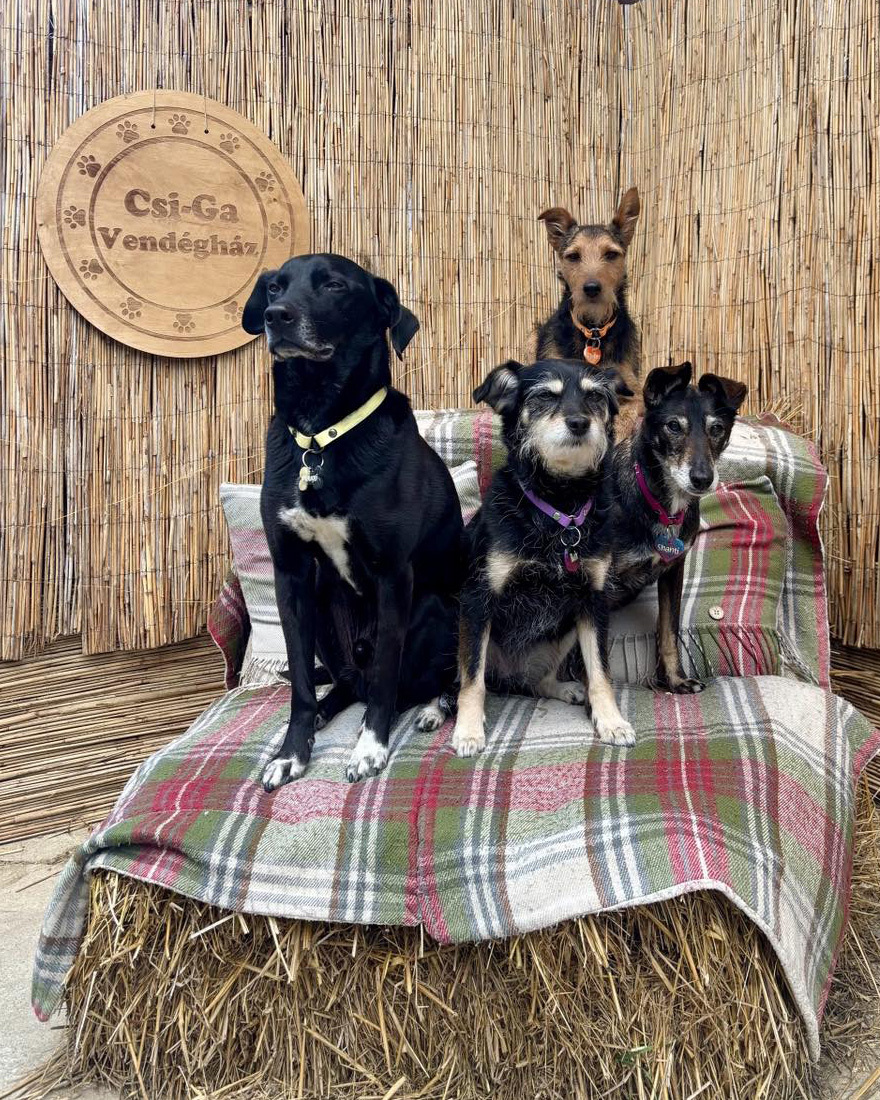 Kutyabarát Csi-ga Vendégház a Bükkben Kutyabarát Csi-ga Vendégház a Bükkben
