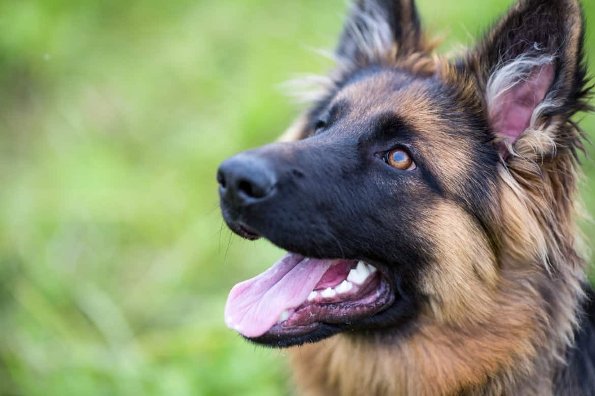 Az egyik legkedveltebb kutyafajta a német juhászkutya volt a megkérdezettek körében