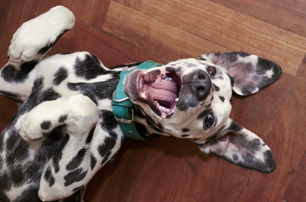Dalmata mosoly - A kutyáknak is lehet humorérzékük
