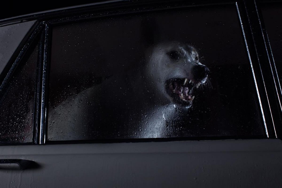 Autóba zárt kutya