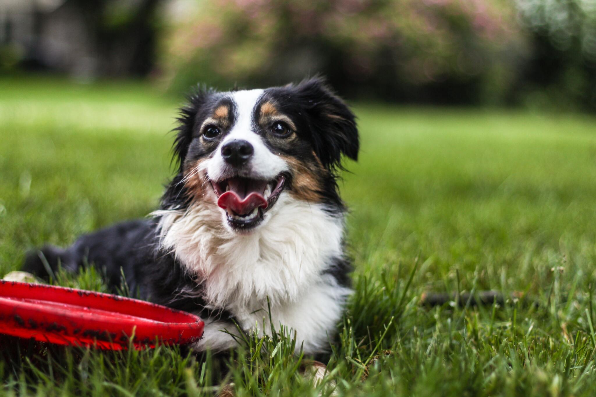 Egy kis játék is sokat jelent egy menhelyi kutyának: feldobja a szürke napokat!