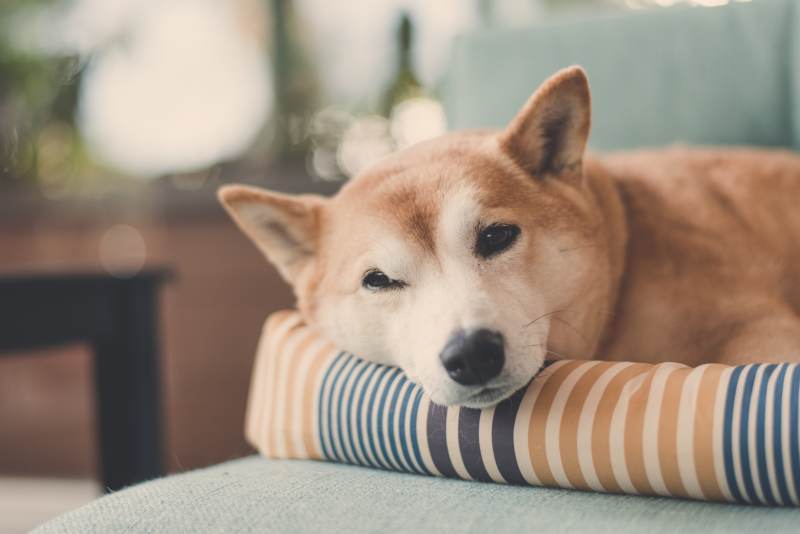Ha távozásunk előtt lemozgatjuk a kutyát, jó eséllyel pihenéssel tölti majd a napját