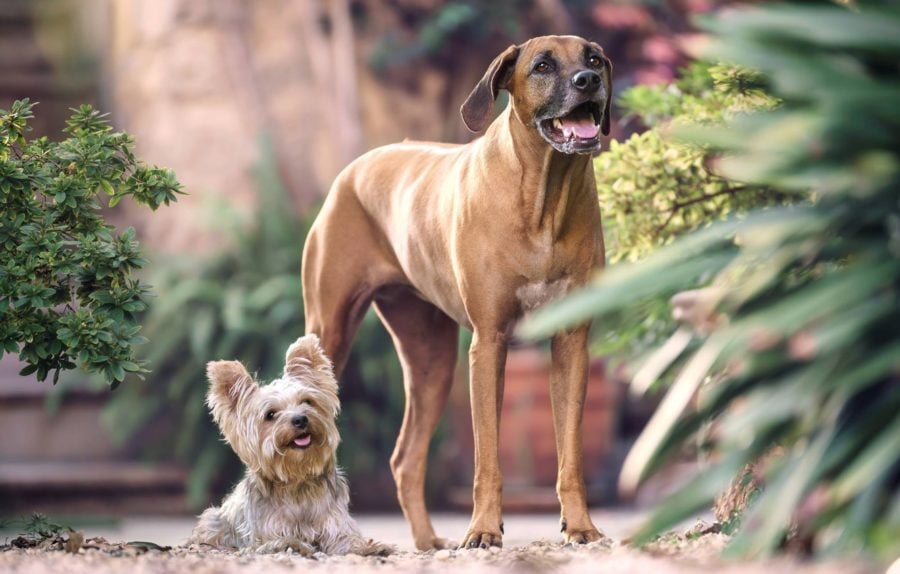 Yorkshire terrier és német dog - Gének befolyásolják, hogy a kistestű kutya kicsi maradjon