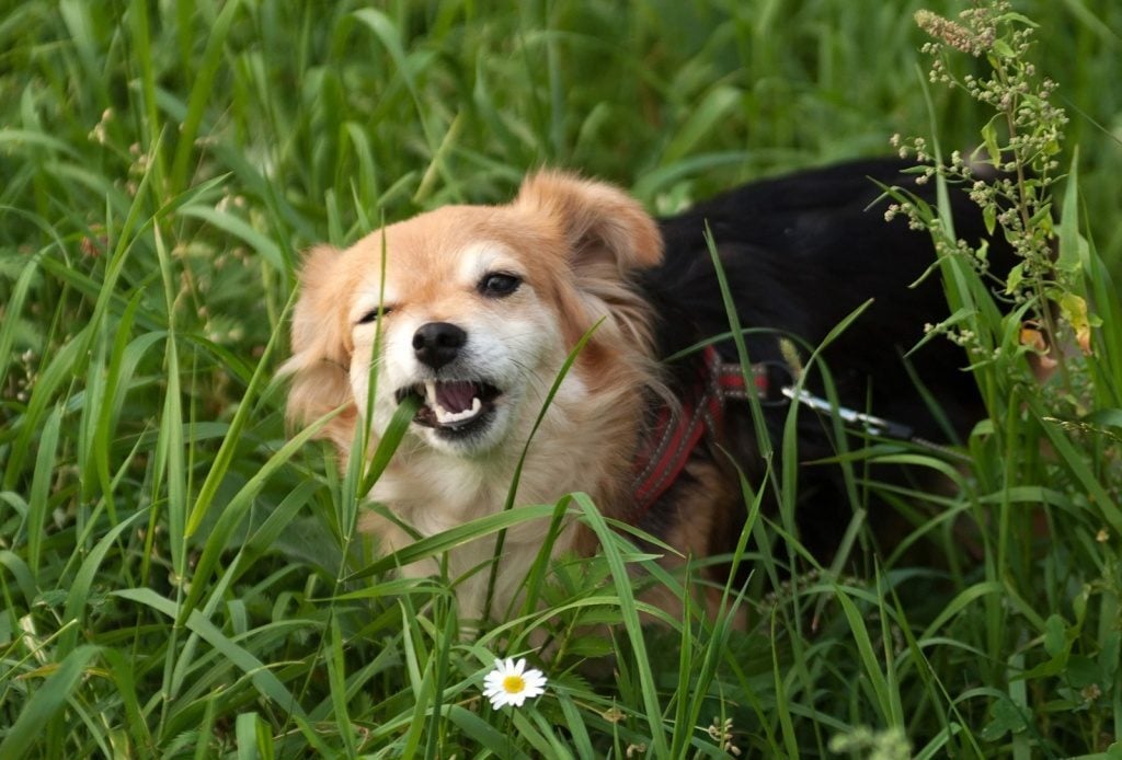Füvet eszik a kutya - Idős korban is jól tud esni egy kis friss zöld