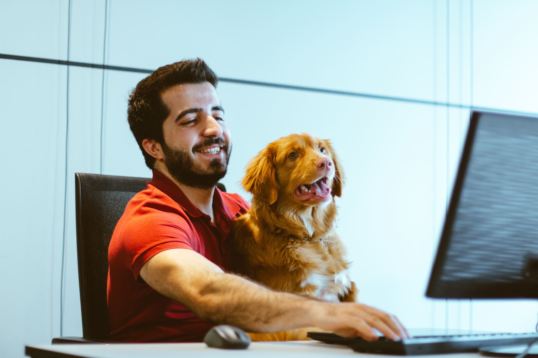 A kutya jelenléte a munkahelyen jótékony hatású lehet - ha megfelelően van szervezve és szabályozva a munkahelyi környezet