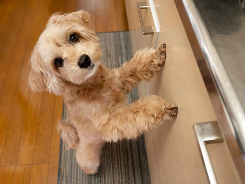 Kutya a konyhában - Lehet, hogy a fiókot ki tudná nyitni