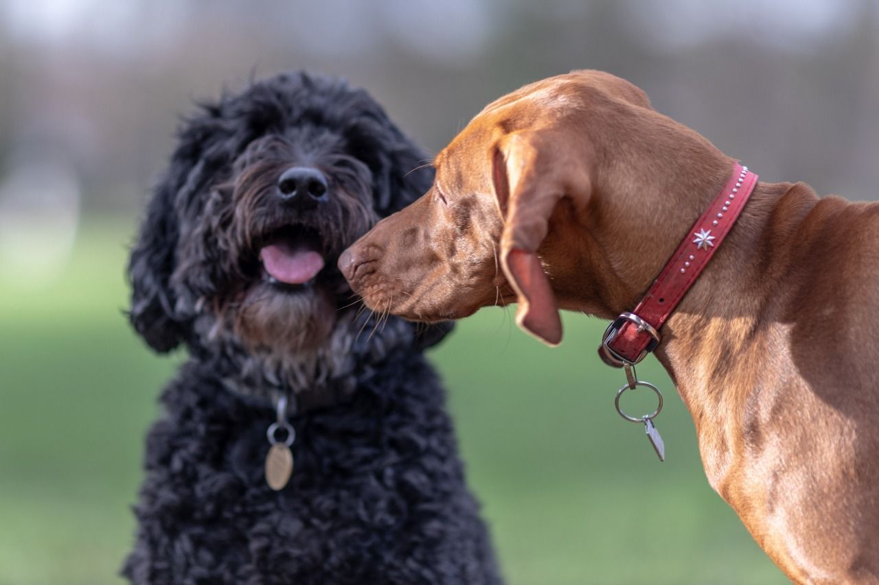 Hogyan lehet két kutyát bemutatni a szocializáció érdekében | Kutyák világa