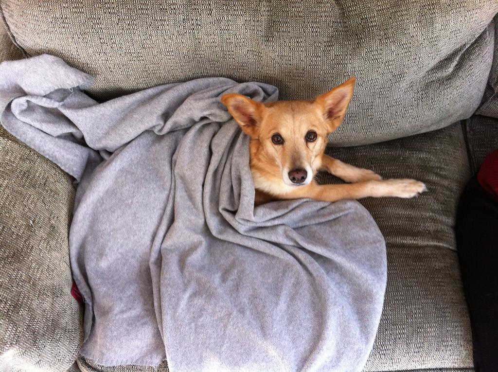 Az idősebb kutyák kevésbé tolerálhatják a hideget, még otthon is jólesik egy meleg takaró
