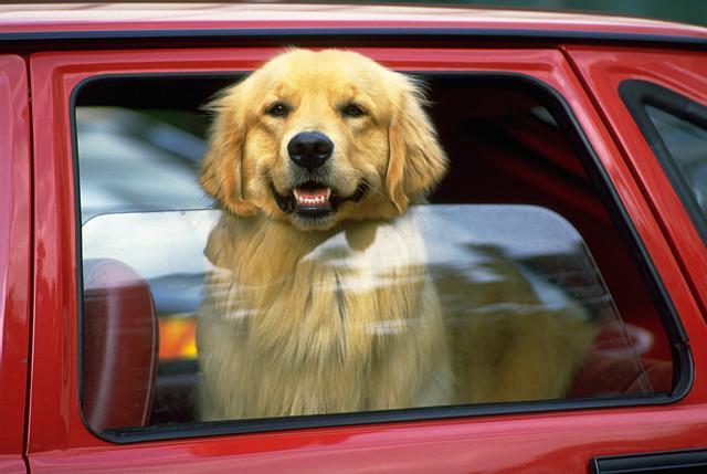 A jogszabálynak hála sok kutya menekülhet meg a forróság okozta hőgutától